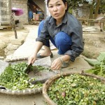 Permalink to Vietnam: otras fotos de las plantaciones Xuan-Hao-13