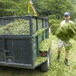 Permalink to Quebec – Mauricie : Reciclaje de la Madera de Cedro (Les Cedres Recycles) Cèdres Recyclés