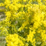 Permalink to Quebec: Naturessence, destilación de las flores Solidago (Golden rod) Verge d'or