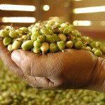 Permalink to Guatemala : huile essentielle de cardamome Cardamome