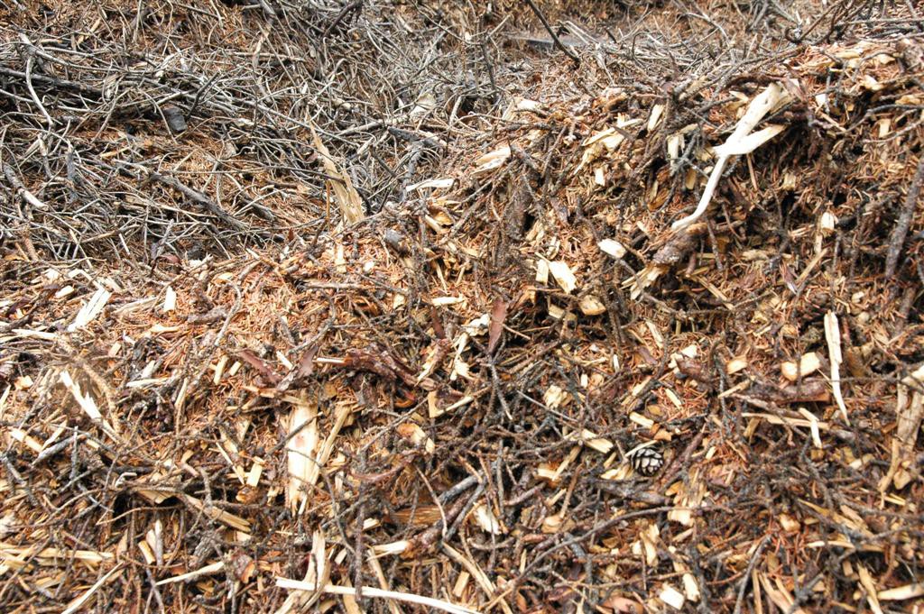 Le bois qui sera utilisé comme combustible après avoir été distillé