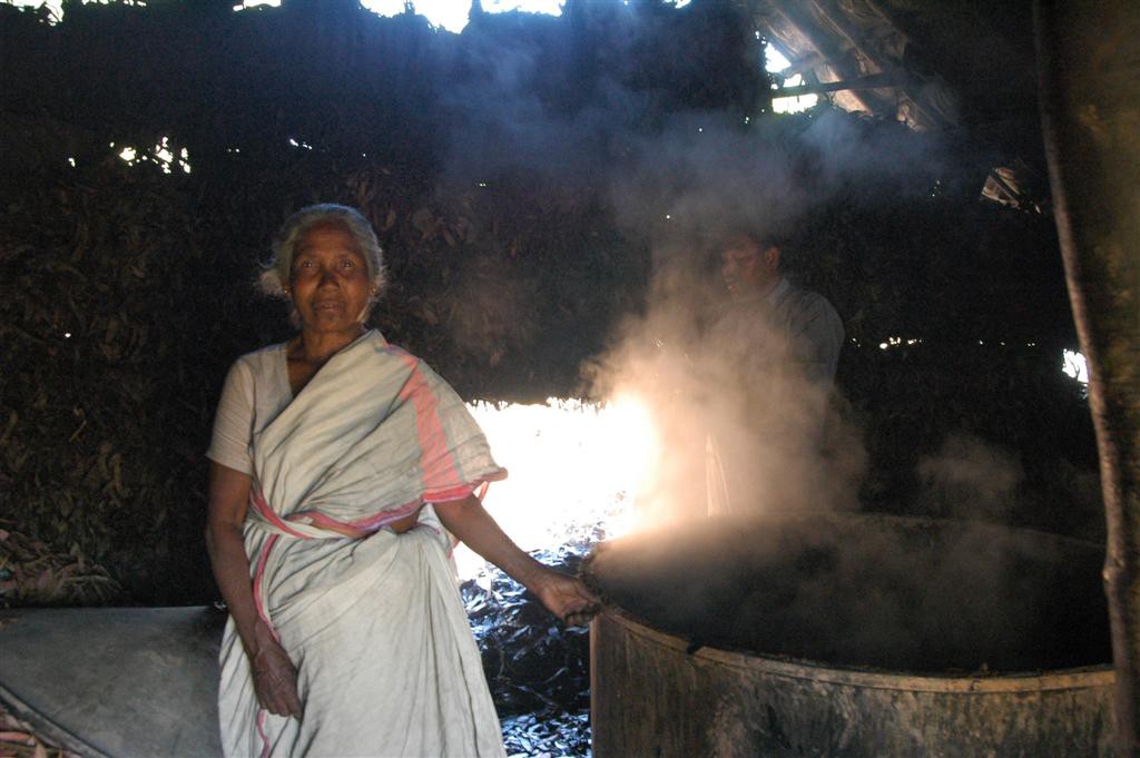 Distillation d'eucalyptus
