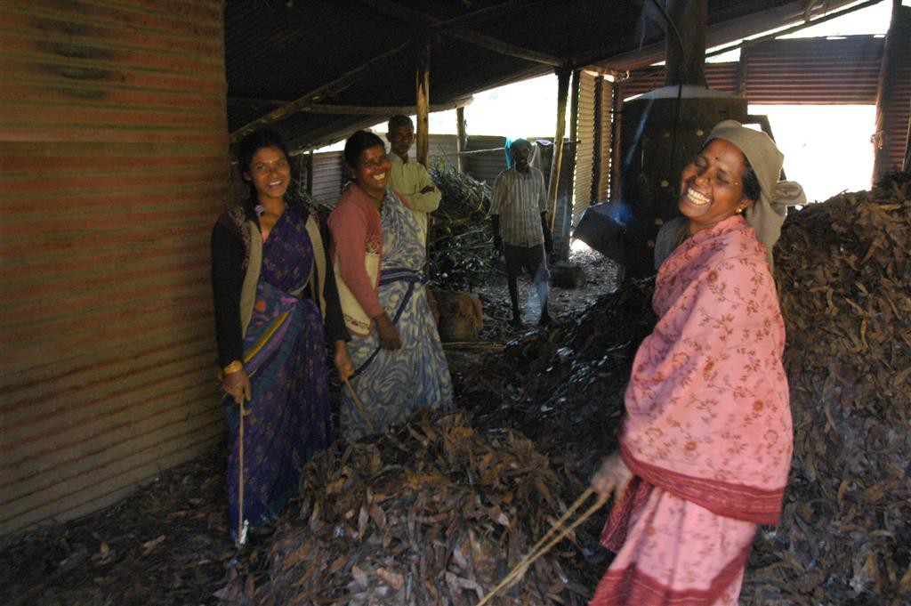 Ramassage des feuilles d'eucalyptus