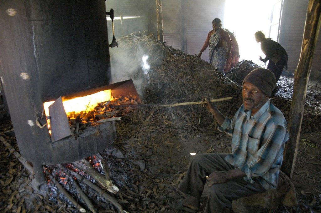 Distillation Inde-Nilgiris