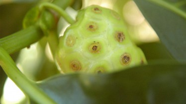 Noni, un fruit connu pour renforcer le système immunitaire. C'est aussi un cicatrisant et un régénérant cutané.