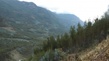 Les forêts d’eucalyptus de Quime