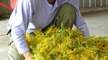 Etalement des fleurs pour les laisser reposer