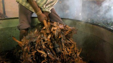 Vider les feuilles d'eucalyptus de l'alambic après la distillation