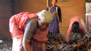 Ramassage des feuilles d'eucalyptus