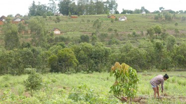 Vue d'ensemble des plantations